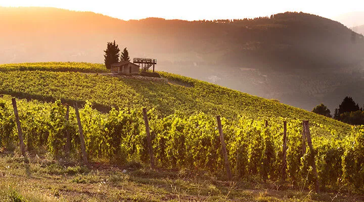 Tenuta Nipozzano Vigneti